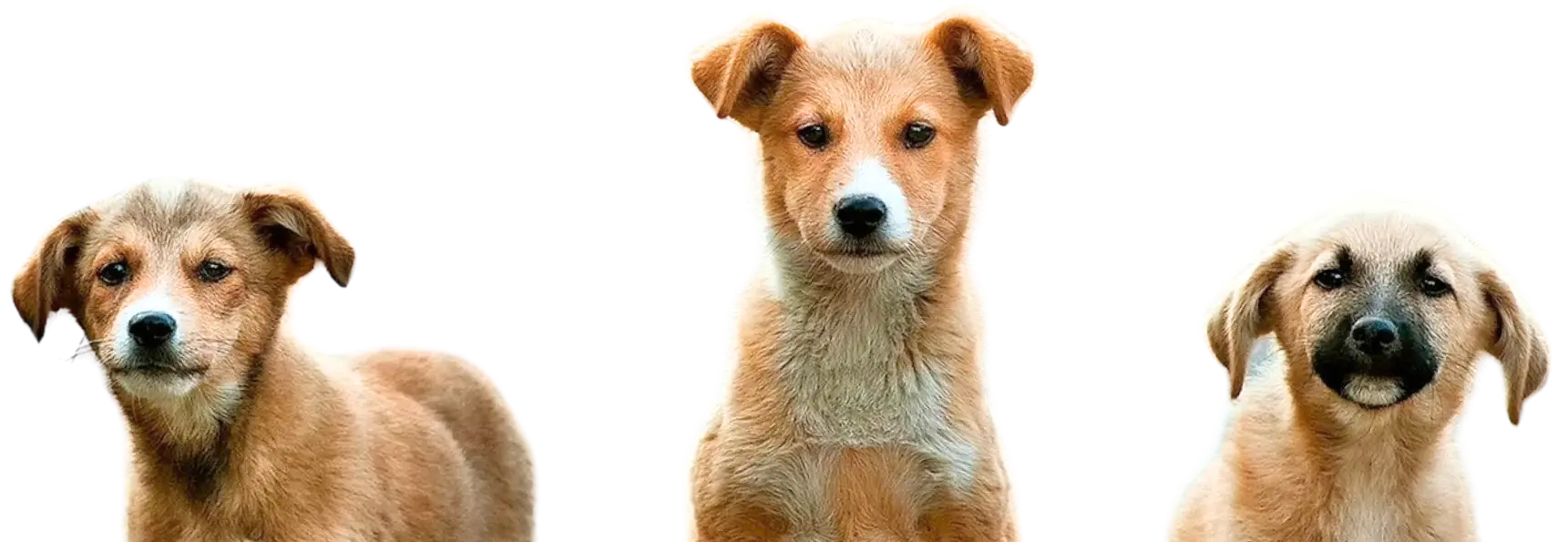 dogs